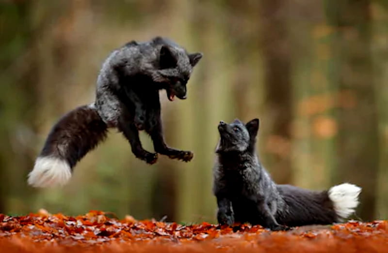 Black Silver Fox Playing In Autumn Leaves, Playing, Silver, Black, Funny, Fox, Leaves, Autumn, HD wallpaper