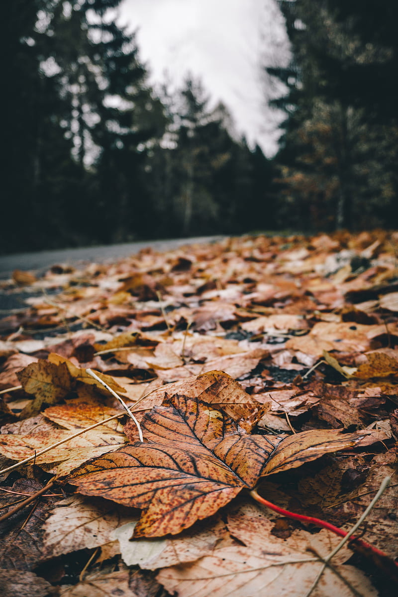 foliage, leaves, dry, fallen, autumn, HD phone wallpaper