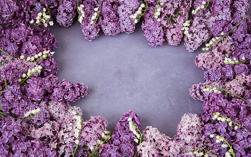 lilac frame, purple background, lilac, floral frame, purple flowers, HD wallpaper