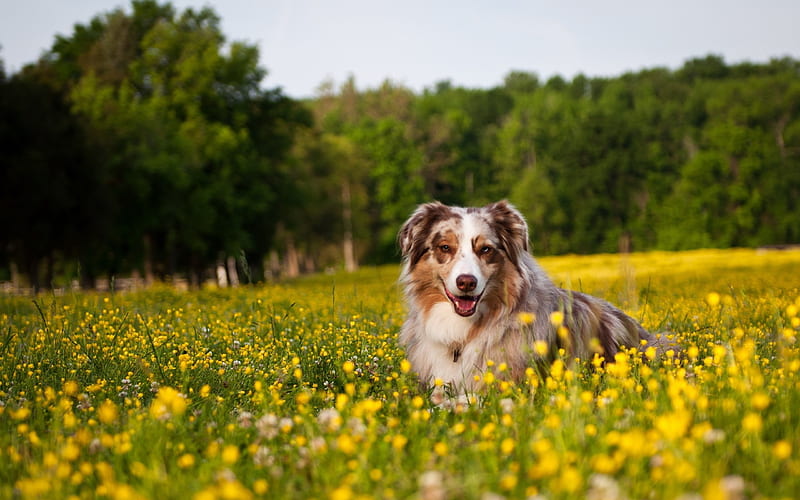 Australian Shepherd, lawn, Aussie, yellow flowers, pets, dogs, Australian Shepherd Dog, Aussie Dog, HD wallpaper