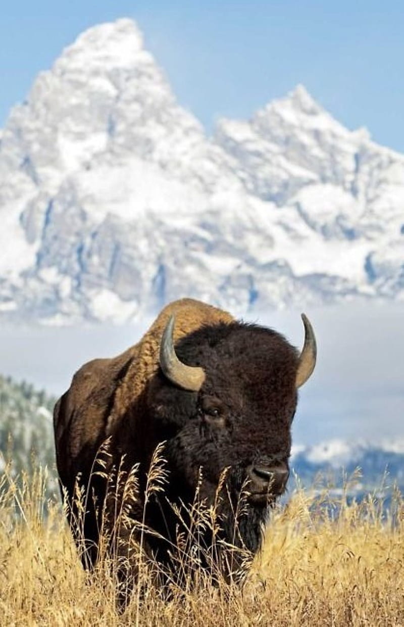 Powerfull nature, american, bison, HD phone wallpaper | Peakpx