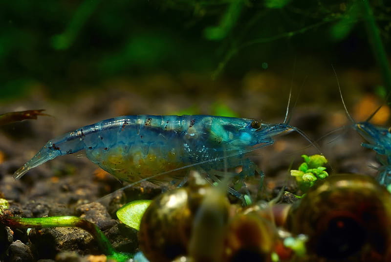blue prawn, water, stone, life, prawn, animals, blue, HD wallpaper