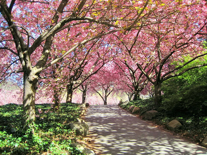 Spring stroll, flowers, walkway, trees, pink, HD wallpaper
