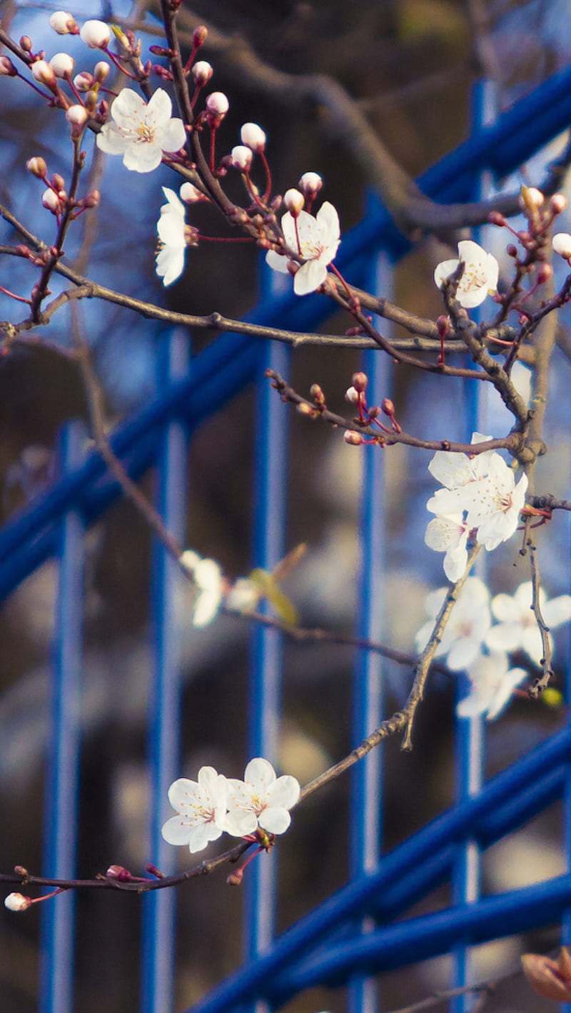 Flores de cerezo, azul, flor, primavera, Fondo de pantalla de teléfono HD |  Peakpx