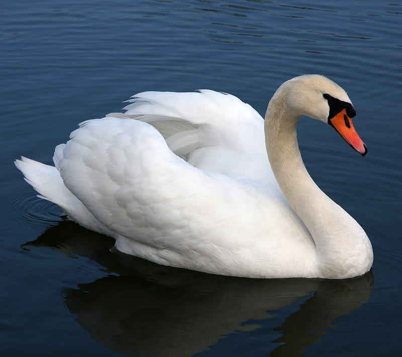 Swan, animal, HD wallpaper | Peakpx