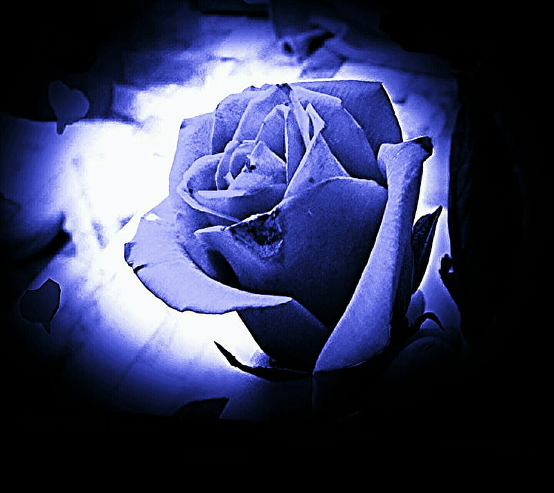 Purple Rose, dark, dead, purple, rose, HD wallpaper | Peakpx