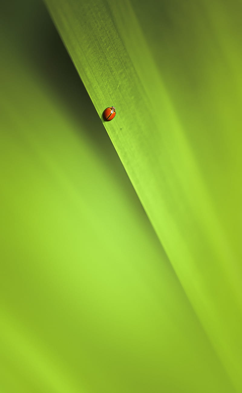 insect, leaf, macro, green, HD phone wallpaper