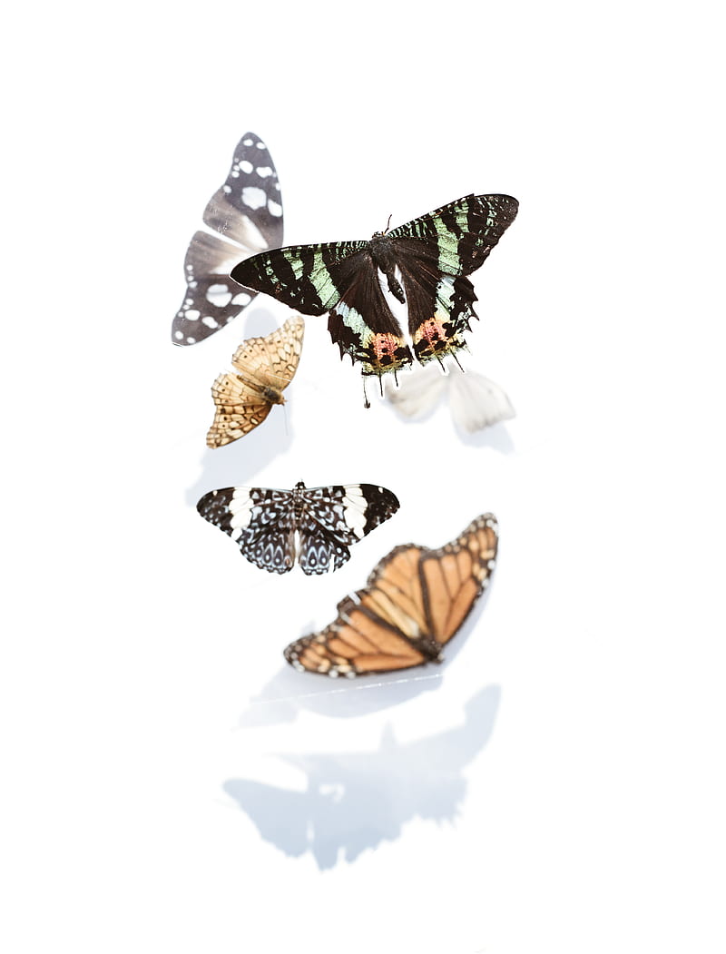 Assorted Butterflies, HD phone wallpaper