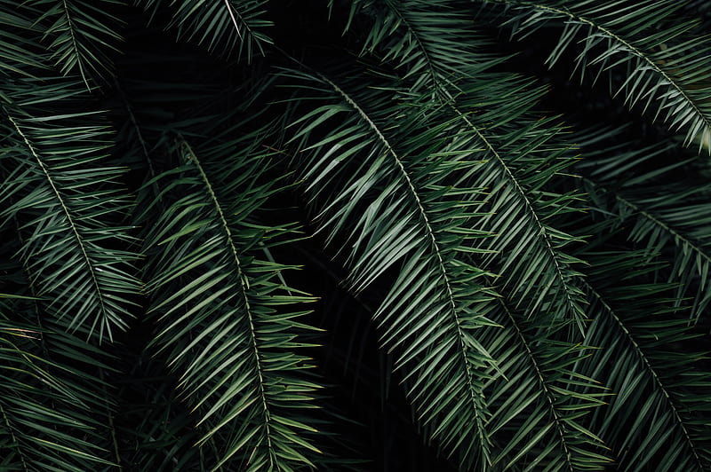 Palm, branches, leaves, green, HD wallpaper | Peakpx