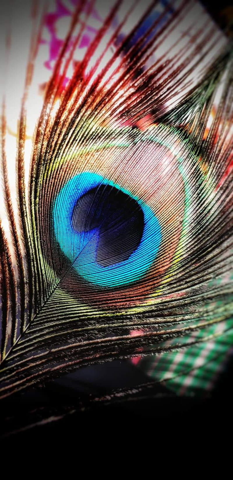 Peacock Feather, love, feathers, inspiration, peacock feather, HD phone  wallpaper | Peakpx