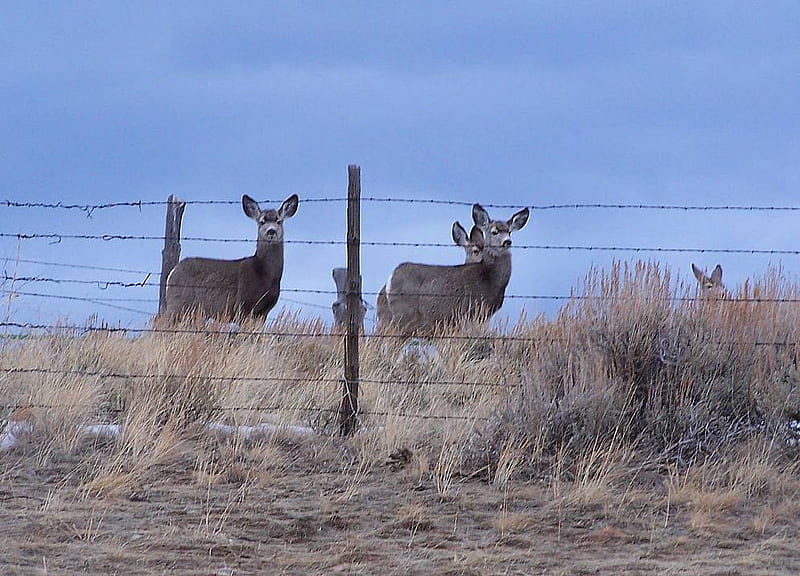 Mule Deer, fence, grass, watching, sky, HD wallpaper
