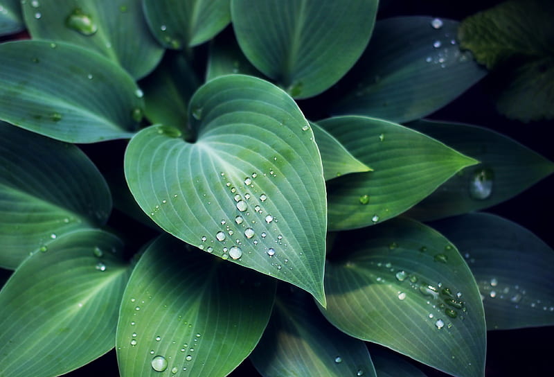 Hosta leaves, garden, green, Hosta, raindrops, HD wallpaper