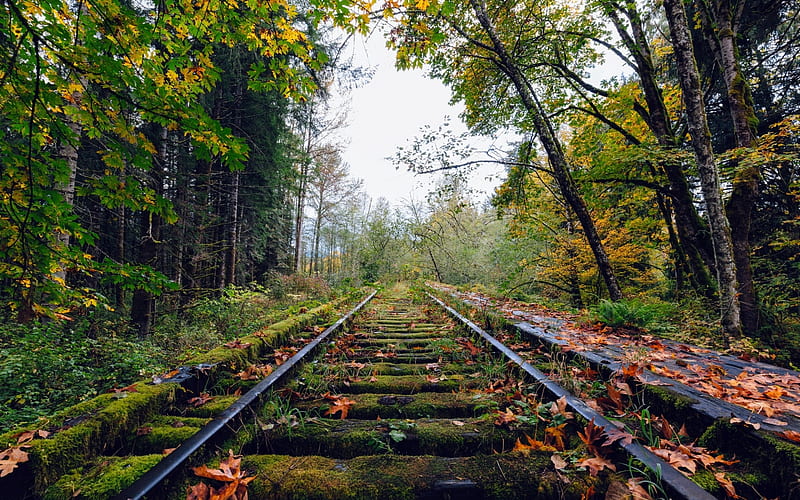 Abandoned Rail road, tree, nature, rail, abandoned, HD wallpaper
