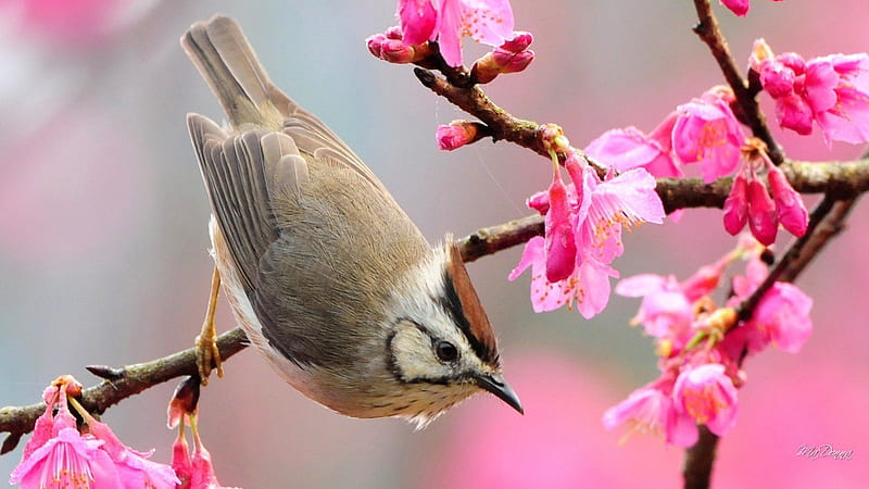 Bird on a Limb, flowers, Sakura, spring, cherry blossoms, bird, summer, flowers, blooms, plum blossoms, HD wallpaper