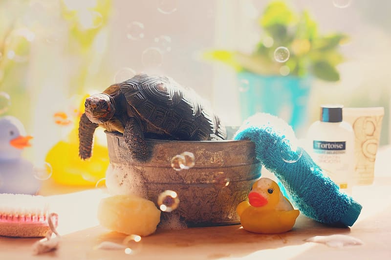 Bath time, funny, bubbles, bath, turtle, creative, water, HD wallpaper