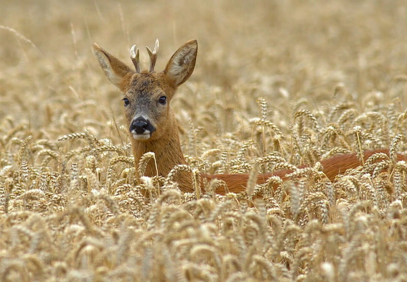 Deer, cute, roe, field, animal, horns, HD wallpaper