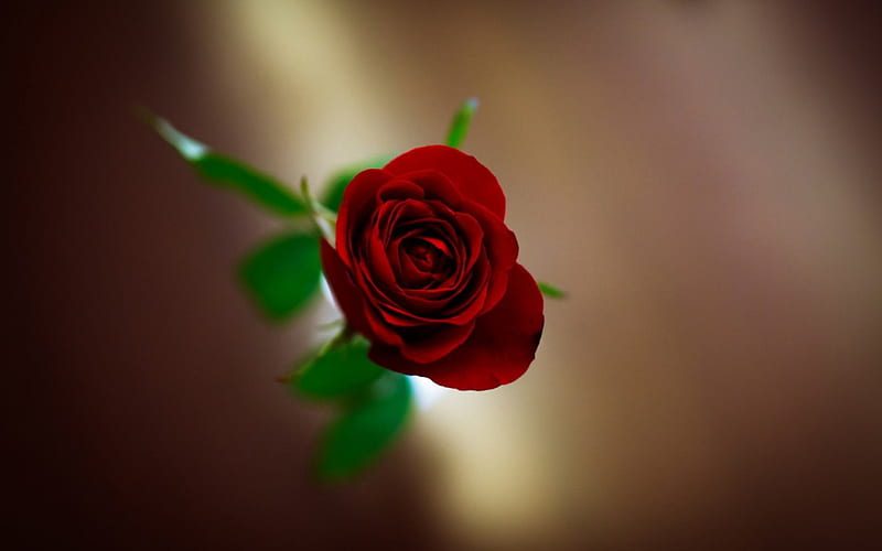 *Magnifique*, red, red roses, rose, unique, magnifique, love, flowers, passion, beauty, HD wallpaper