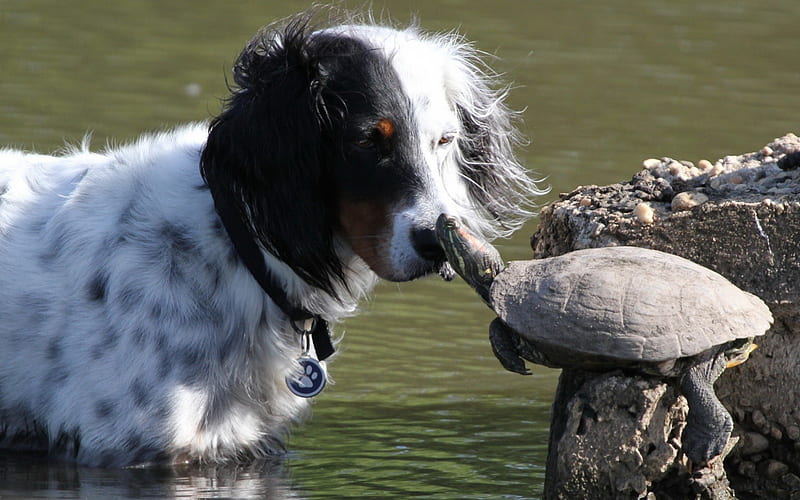 Dog and Turtle Pals, Cute, Turtles, Dogs, Animals, HD wallpaper