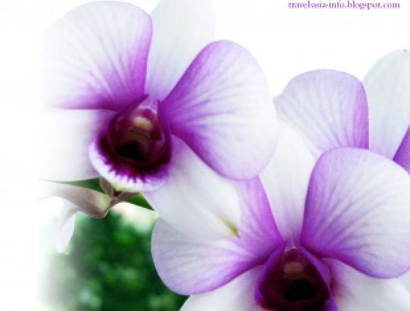 Orquídea, flor, blanco, morado, orquídea, Fondo de pantalla HD | Peakpx