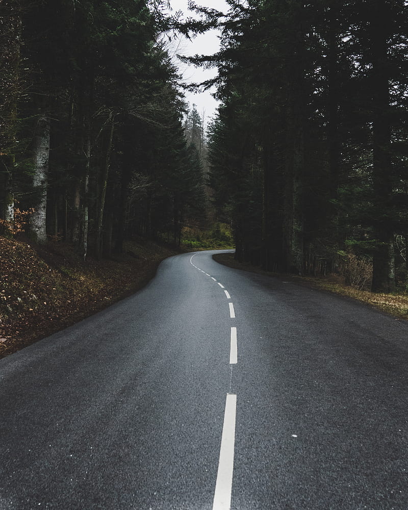 road, turn, forest, trees, nature, HD phone wallpaper