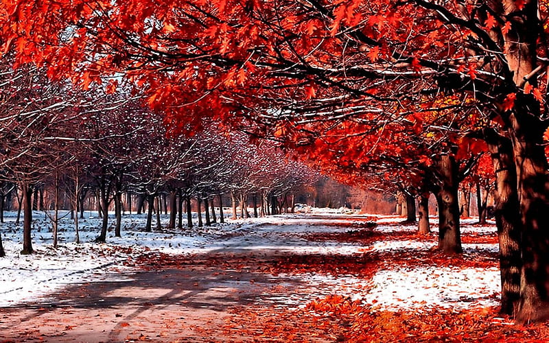 First Snow in Late Autumn, fall, leaves, path, colors, trees, HD wallpaper