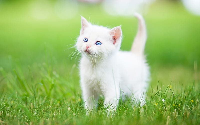 Turkish Angora small white kitten, cute animals, green grass, white cat, HD wallpaper