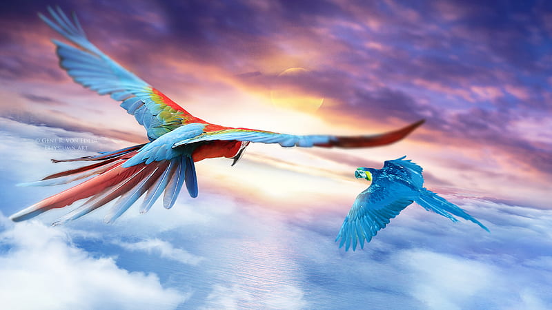 Macaw Jounrey , macaw, parrot, birds, artist, artwork, digital-art, HD wallpaper