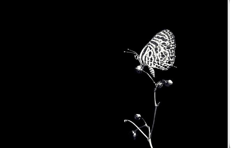Colorful Beautiful Black and White Butterfly HD phone wallpaper  Pxfuel
