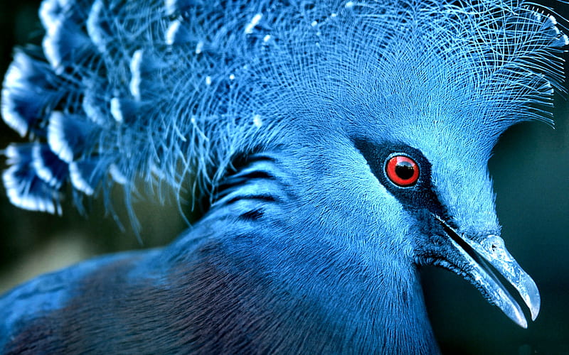 Victoria Crowned Pigeon, beautiful, animal, pigeon, graphy, bird, avian, wide screen, wildlife, raptor, HD wallpaper