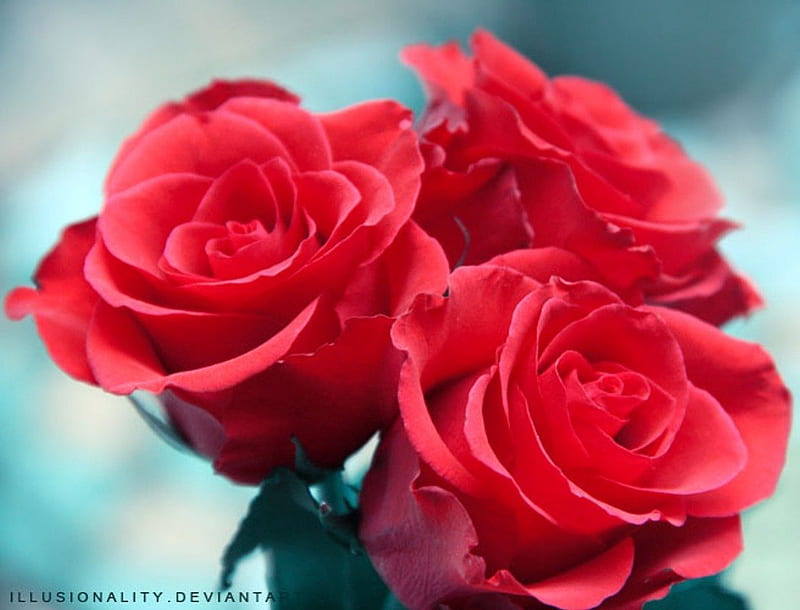 Keeping it real, red, vivid, rose, bright, flower, HD wallpaper | Peakpx