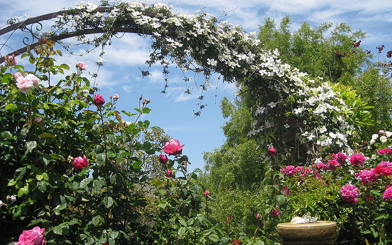 roses garden, home, garden, bonito, roses, arbor, HD wallpaper