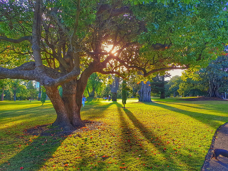 Sunny park, grass, green, sun, trees, HD wallpaper