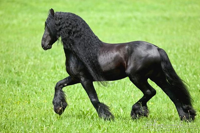 Extreme Beauty, black, dutch, friesian, horses, HD wallpaper