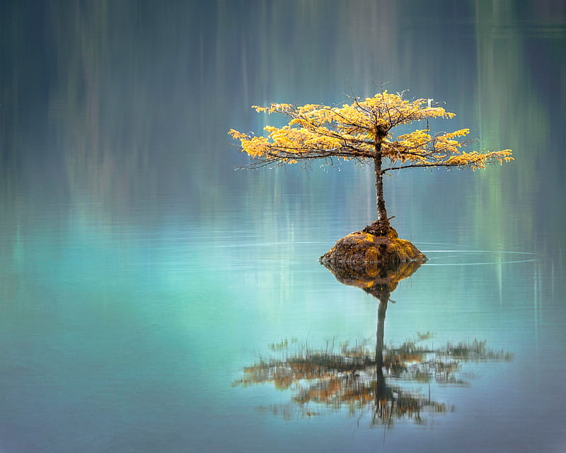Tree In The Middle Of Lake, tree, lake, nature, HD wallpaper