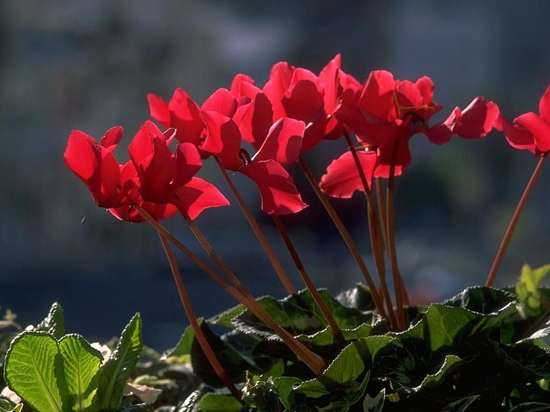 Red Pedestal, leafy, red, green, plant, flower, beauty, stem, HD wallpaper