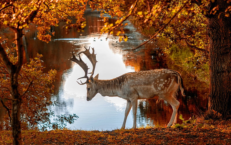 Animal, Deer, Park, Pond, HD wallpaper