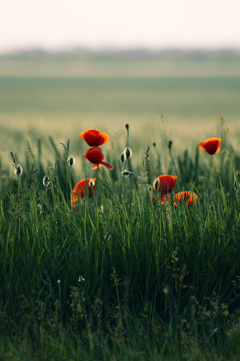 poppy, flowers, grass, field, nature, HD phone wallpaper