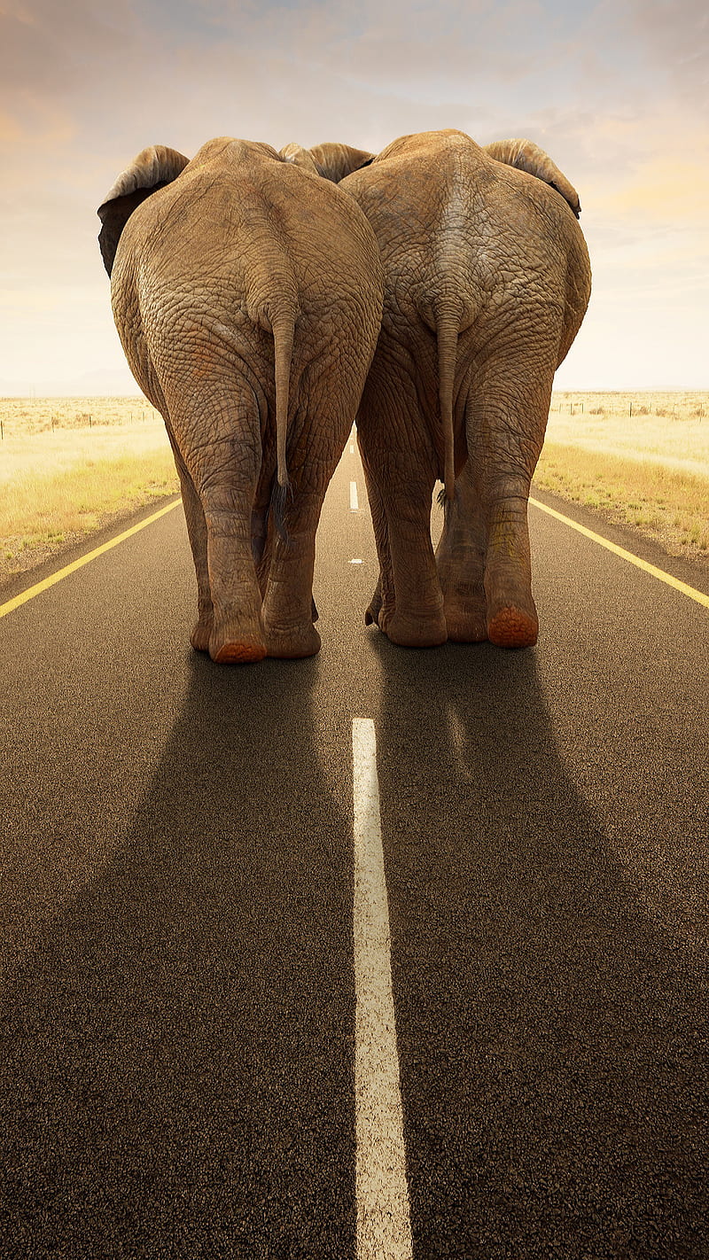 together forever, animals, art, elephant, elephants, road, walking, wild, HD phone wallpaper