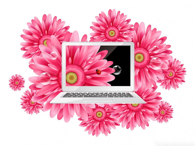 Gerbara laptop, gerbera, flowers, laptop, pink, daisy, pc, HD wallpaper |  Peakpx