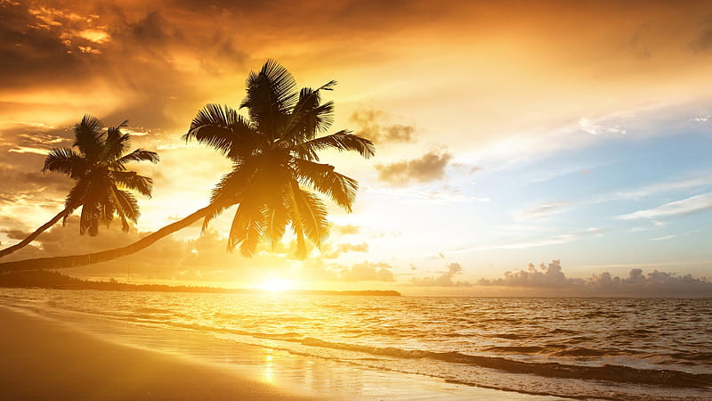 Beautiful Sunrise Beach View With Slanting Coconut Trees Beach, HD wallpaper