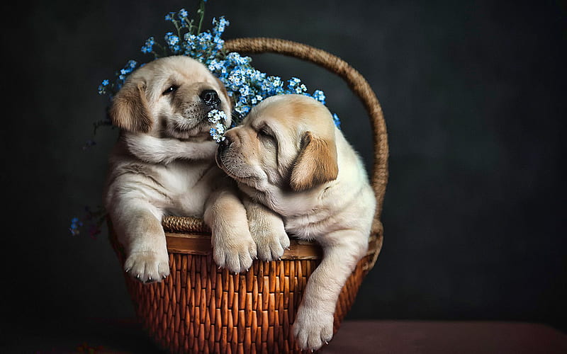 Golden Retriever, puppies in basket, dogs, pets, small labradors, puppies, Golden Retriever Dog, cute animals, HD wallpaper