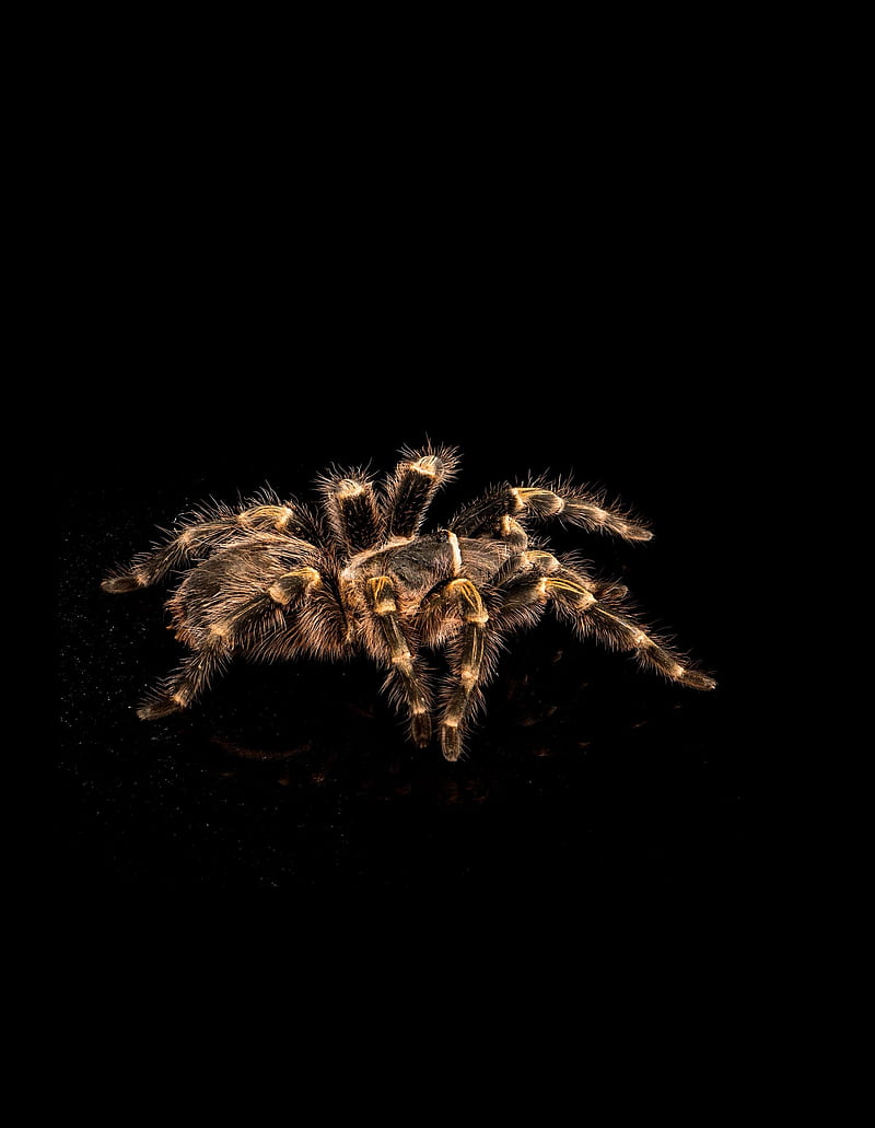Tarantula, black, halloween, spider, spiders, HD phone wallpaper