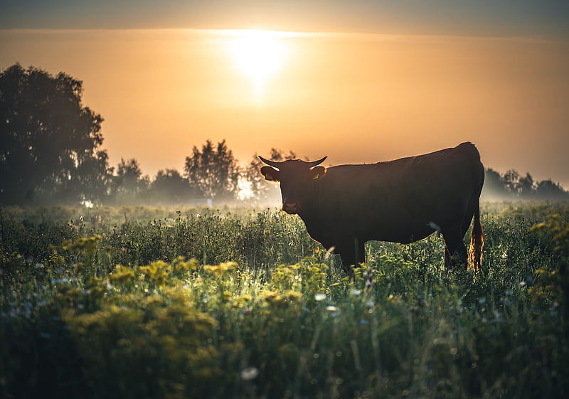 Animal, Cow, Dawn, Pasture, Sky, HD wallpaper