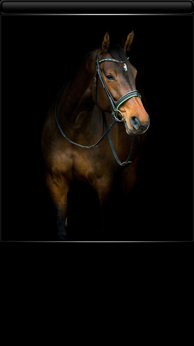 Horse Racing Race Horses - Free photo on Pixabay - Pixabay