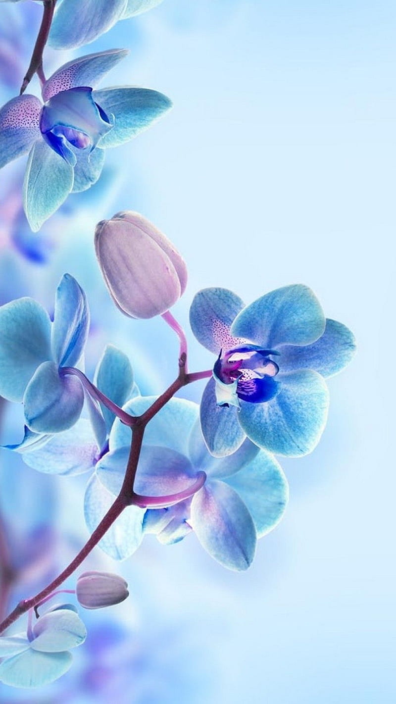 Flores, orquídeas, Fondo de pantalla de teléfono HD | Peakpx