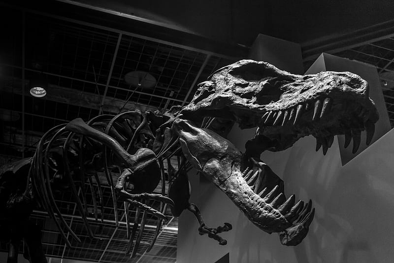 Dinosaurs, Monochrome, Animal, Skeleton, Museum, Tyrannosaurus Rex, Black & White, HD wallpaper