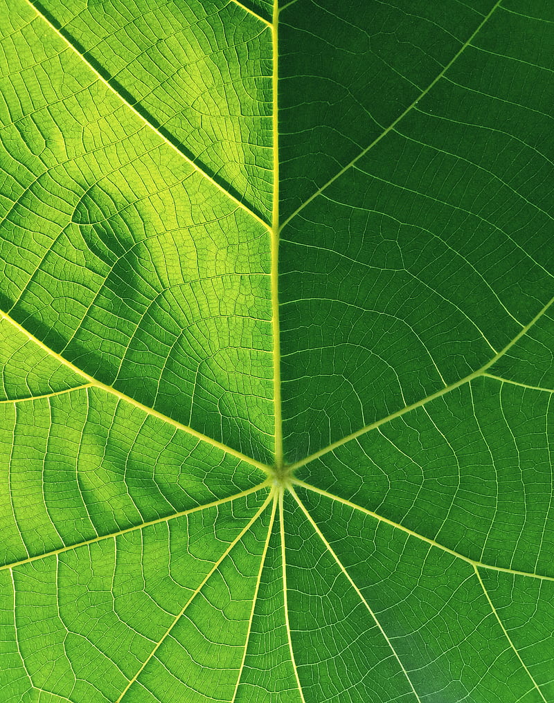Green Leaf in Macro Lens, HD phone wallpaper
