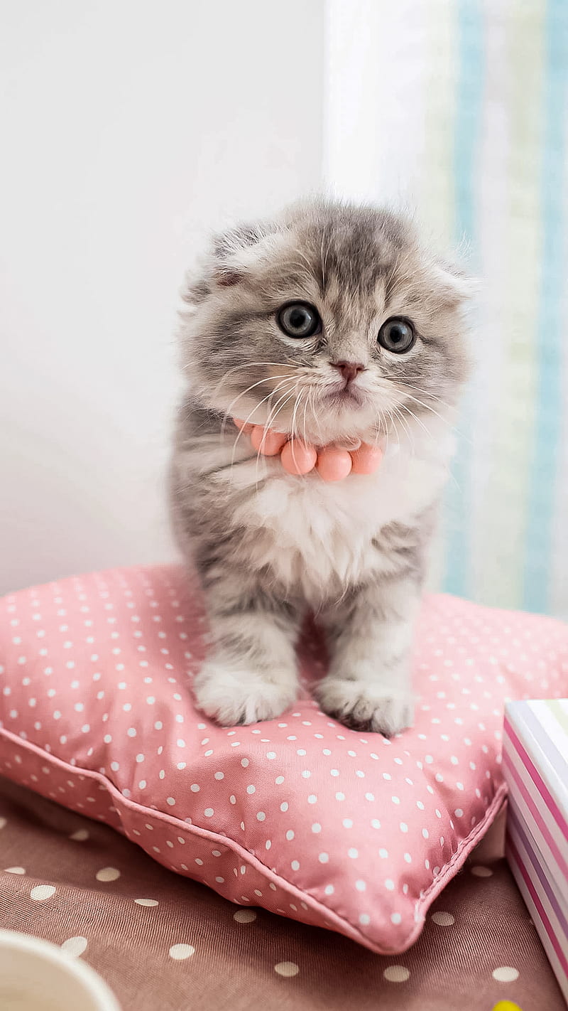 Pink Cat Kitten, bonito, cats, cute, dream, love, meow, white, HD phone wallpaper