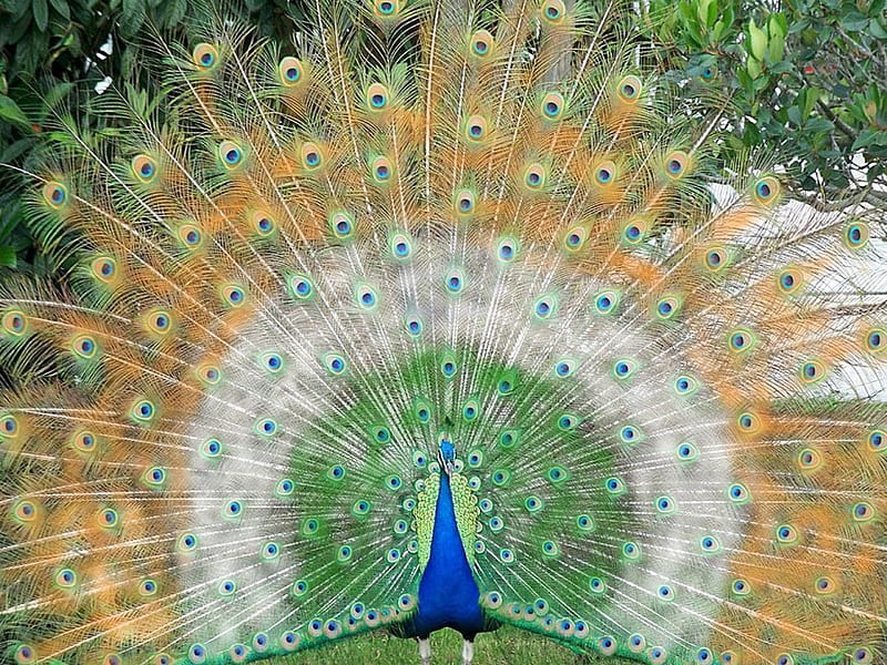 Mr. Peacock and Mrs. Peahen. Beautiful birds, Peacock, Most beautiful birds, Cute Peacock, HD wallpaper