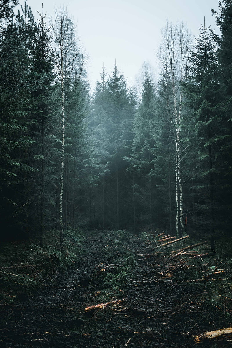 green forest under gray sky during daytime, HD phone wallpaper